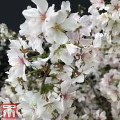 Prunus Incisa 'Kojo-No-Mai' -Flourish Flora prun kojo