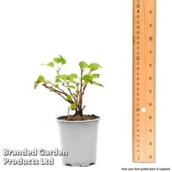 Prunus Incisa 'Kojo-No-Mai' -Flourish Flora prun1