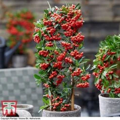 Pyracantha Coccinea 'Red Star' -Flourish Flora pyra red