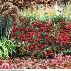 Pyracantha Coccinea 'Red Star' -Flourish Flora pyra red10
