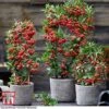 Pyracantha Coccinea 'Red Star'