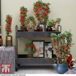 Pyracantha Coccinea 'Red Star' -Flourish Flora pyra red2