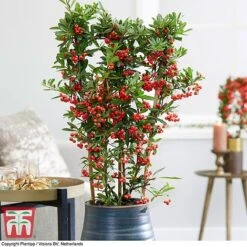 Pyracantha Coccinea 'Red Star' -Flourish Flora pyra red3