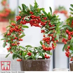 Pyracantha Coccinea 'Red Star' -Flourish Flora pyra red5
