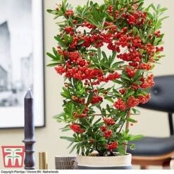 Pyracantha Coccinea 'Red Star' -Flourish Flora pyra red6