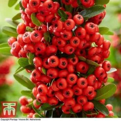 Pyracantha Coccinea 'Red Star' -Flourish Flora pyra red7