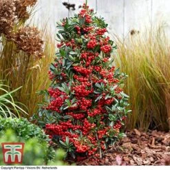 Pyracantha Coccinea 'Red Star' -Flourish Flora pyra red8