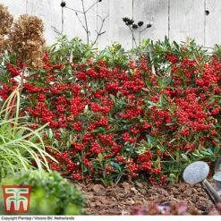 Pyracantha Coccinea 'Red Star' -Flourish Flora pyra red9