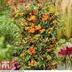 Pyracantha Coccinea 'Star' Duo -Flourish Flora pyra sun3