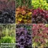 Heuchera Rex Collection