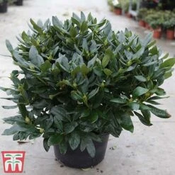 Rhododendron 'Cunningham's White' -Flourish Flora rhod cunn