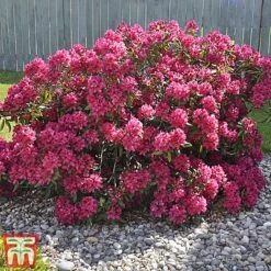 Rhododendron 'Germania' -Flourish Flora rhod germ