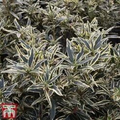 Front Page -Flourish Flora rhod vaa