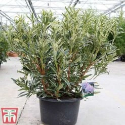 Rhododendron Ponticum 'Variegatum' -Flourish Flora rhod var