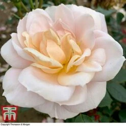 Rose 'Champagne Moment' (Floribunda Rose) -Flourish Flora rose cham2
