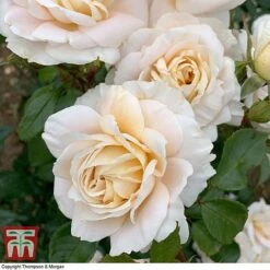 Rose 'Champagne Moment' (Floribunda Rose) -Flourish Flora rose cham3