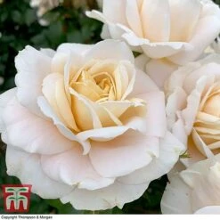 Rose 'Champagne Moment' (Floribunda Rose) -Flourish Flora rose cham5