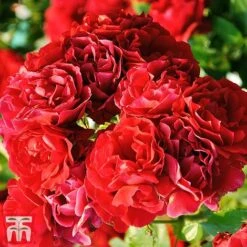 Rose 'Red Fairy' (Polyantha) -Flourish Flora rose fairy 2