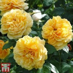 Rose 'Leah Tutu' (Shrub Rose) -Flourish Flora rose leah2