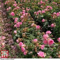 Rose 'Mum In A Million' (Hybrid Tea Rose) -Flourish Flora rose mum3