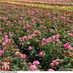 Rose 'Mum In A Million' (Hybrid Tea Rose) -Flourish Flora rose mum4