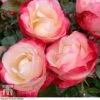 Rose 'Nostalgia' (Hybrid Tea Rose)