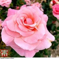 Rose 'Tinkled Pink' (Floribunda Rose) -Flourish Flora rose tickle3