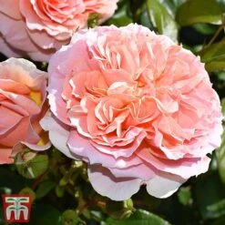 Rose 'It's A Wonderful Life' (Floribunda Rose) -Flourish Flora rose wonderful