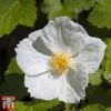 Rubus Benenden