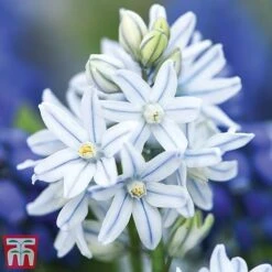 Woodland Garden Saver Collection -Flourish Flora russiantm