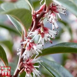 Sarcococca Hookeriana 'Winter Gem' -Flourish Flora s3TM