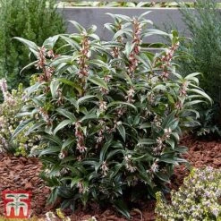 Sarcococca Hookeriana 'Winter Gem' -Flourish Flora s4TM