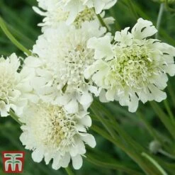 Scabious Columbaria Subsp. Ochroleuca -Flourish Flora scab3
