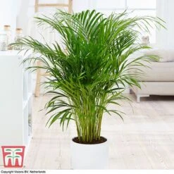 Houseplant Seed Collection -Flourish Flora seed3