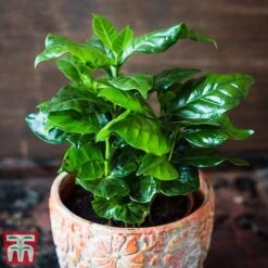 Houseplant Seed Collection -Flourish Flora seed4