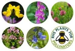 Seedball Bamboo Pots - Bee Mix -Flourish Flora seedball postcard bee 011