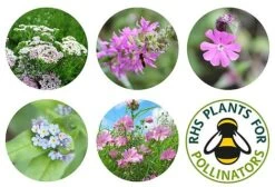 Seedball Bamboo Pots - Butterfly Mix -Flourish Flora seedball postcard butterfly 01