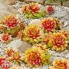 Sempervivum 'Chick Charms&reg; Gold Nugget'