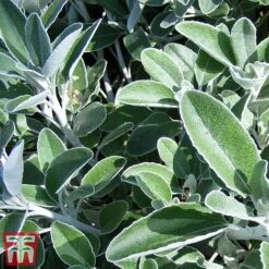 Brachyglottis 'Drysdale' -Flourish Flora sene2