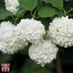Viburnum Duo -Flourish Flora snow4