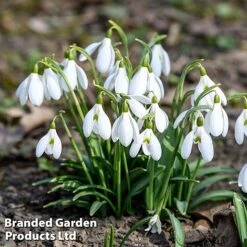 Bulb Spring Saver Collection 9 Bulb Spring Saver Collection -Flourish Flora snowd1