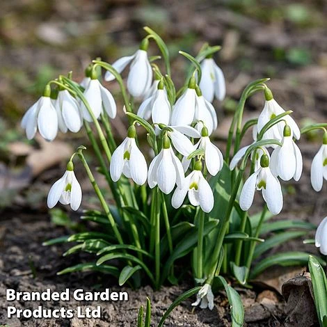 Bulb Spring Saver Collection 5 Bulb Spring Saver Collection - Image 5