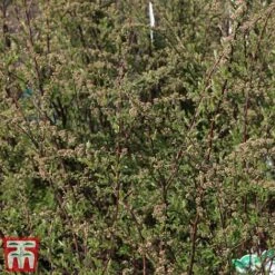 Spiraea Cinerea 'Graciosa' -Flourish Flora spir cing