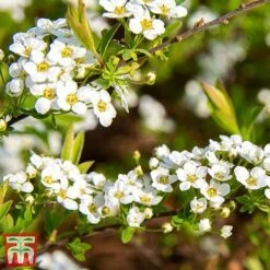 Spiraea Cinerea 'Graciosa' -Flourish Flora spir grac2