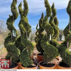Leyland Cypress 'Castlewellan' Topiary -Flourish Flora spiral