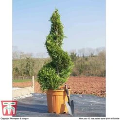 Leyland Cypress 'Castlewellan' Topiary -Flourish Flora spiral1