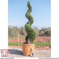 Leyland Cypress 'Castlewellan' Topiary -Flourish Flora spiral2