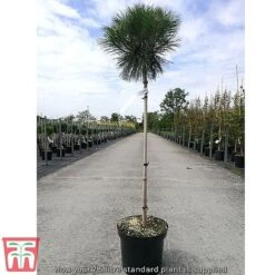 Pinus Nigra 'Pierrick Bregéon' -Flourish Flora standard