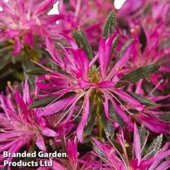 Azalea 'Starstyle Lilac' -Flourish Flora starlilac4