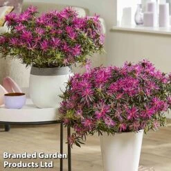 Azalea 'Starstyle Lilac' -Flourish Flora starlilac6